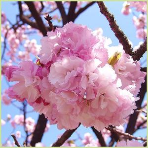桜（サクラ）苗木　楊貴妃桜