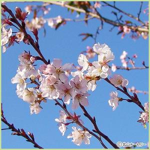 桜（サクラ）苗木　十月桜