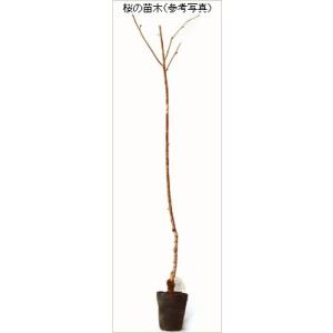 桜(サクラ)苗木 十月桜の詳細画像1