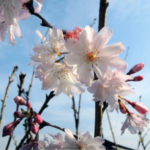 桜(サクラ)苗木 十月桜の詳細画像2