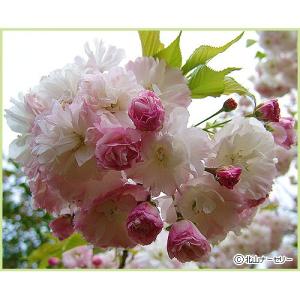 桜（サクラ）苗木　松月桜