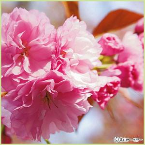 桜(サクラ)苗木 関山(カンザン)の詳細画像2