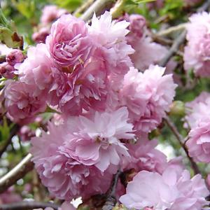 桜（サクラ）苗木　菊枝垂れ桜（キクシダレ）