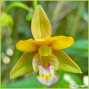 国華園 ラン・山野草 黄花カキラン 1株 : 花と緑 国華園 - 通販
