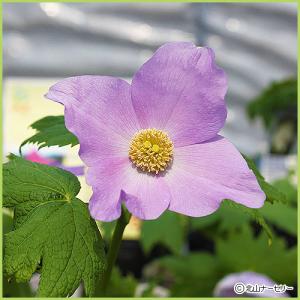 山野草・高山植物の苗 シラネアオイの詳細画像1