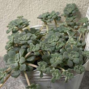 白雪ミセバヤの苗