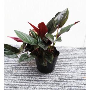 シンゴニウム　チョコレート　10.5-12cmポット苗　観葉植物　シンゴニューム