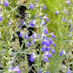 花育通販yahoo 店 サルビア セージ ハーブの苗 Yahoo ショッピング