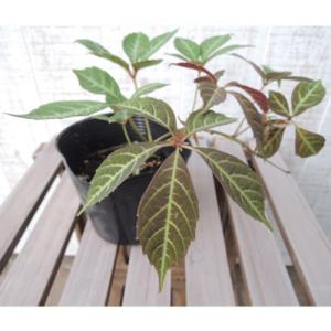 多肉植物]パキポディウム・サキュレンタム（天馬空）[現品] : 植物
