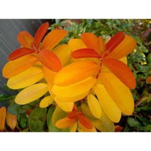 ヒペリカム・カリシナム・ゴールドフォームの苗