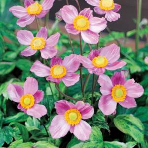 洋蘭苗 C. maxima coerulea'Hector'SM/JOGA x sib C.マキシマ セルレア