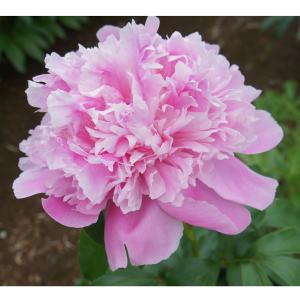 芍薬（シャクヤク/ピオニー） コーラルチャームの苗 : 植物・園芸専門