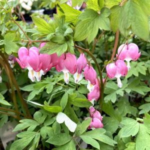 タイツリソウ（ケマンソウ） 桃花の苗