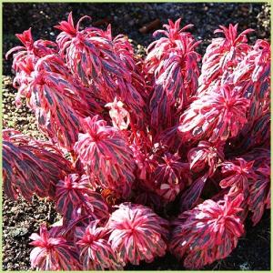 ユーパトリウム チョコレートの苗 : 植物・園芸専門店 花育通販Yahoo