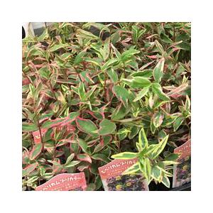 ヒペリカム トリカラーの苗 Ki Tanen 463 花育通販yahoo 店 通販 Yahoo ショッピング