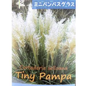 パンパスグラス　タイニーパンパ（矮性タイプ）の苗｜植物・園芸専門店 花育通販Yahoo!店