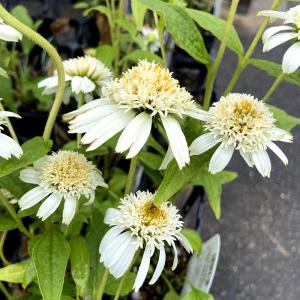 エキナセア 苗 ホワイト 花 ガーデニング の商品一覧 通販 Yahoo ショッピング