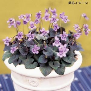 宿根ビオラ ラブラドリカの苗 Ki Tanen 196 花育通販yahoo 店 通販 Yahoo ショッピング