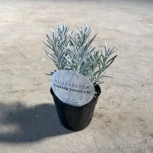 ヘリクリサム 花の苗 の商品一覧 苗 花 ガーデニング 通販 Yahoo ショッピング