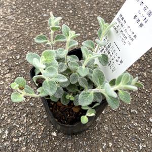 オレガノ ディクタムナスの苗の商品画像