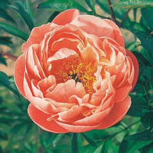 ジャーマンアイリス 株分け苗 カラフルジャーマンアイリスセット 8株