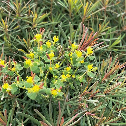 ユーフォルビア　キパリシアス クラリスハワード（フェンスルビー）の苗