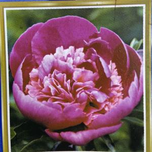 芍薬（シャクヤク/ピオニー） コーラルチャームの苗 : 植物・園芸専門