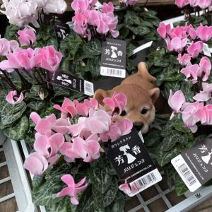 苗 パンパスグラスセット 2種2株 / ホワイト ピンク パンパスグラス苗