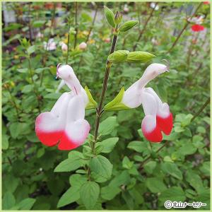 チェリーセージ・ホットリップス（いちごみるく）の苗 : 植物・園芸