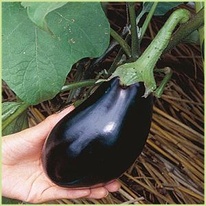 予約販売　茄子（ナス）　くろわしなすの苗