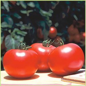予約販売　トマト　ホーム桃太郎の苗