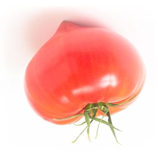 予約販売　トマト　ファーストトマトの苗