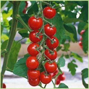 予約販売　ミニトマト　千果の苗