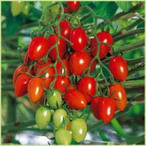 予約販売　ミニトマト　アイコの苗（接木苗）