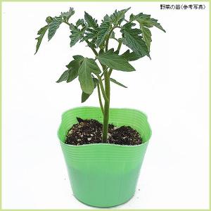 予約販売 イタリアントマト パスタの苗の詳細画像1