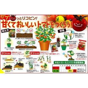 予約販売 イタリアントマト パスタの苗の詳細画像2