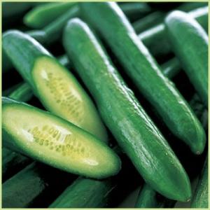 予約販売　キュウリ　フリーダムの苗