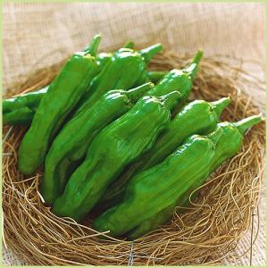 青唐辛子 種の商品一覧 通販 Yahoo ショッピング