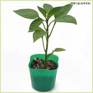青唐辛子 苗 の商品一覧 花 ガーデニング 通販 Yahoo ショッピング