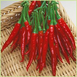 販売　唐辛子　鷹の爪（タカノツメ）の苗