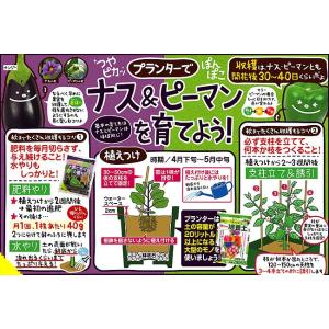 予約販売 韓国唐辛子 朝鮮なんばん激辛の苗の詳細画像2