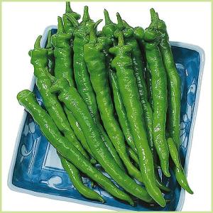 青唐辛子 苗の商品一覧 通販 Yahoo ショッピング