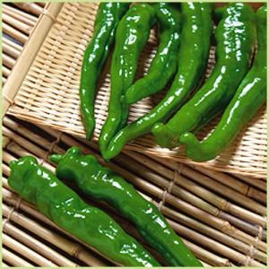 青 唐辛子 苗の商品一覧 通販 Yahoo ショッピング