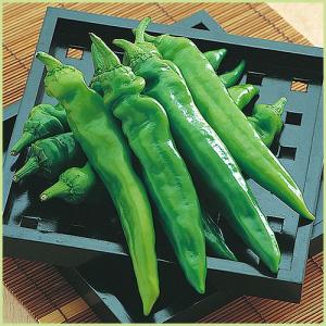 青唐辛子 苗の商品一覧 通販 Yahoo ショッピング