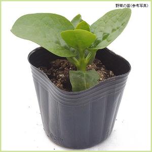 ツルムラサキ(紫茎)の苗の詳細画像1