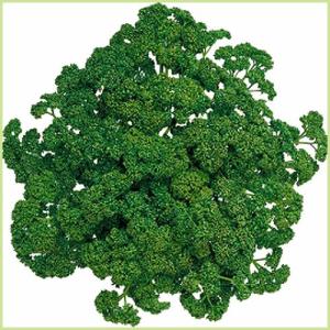 パラマウント・パセリの苗