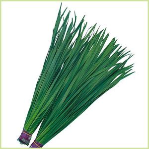 ニラ（にら）の苗