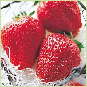 苺　イチゴ　アイベリーの苗