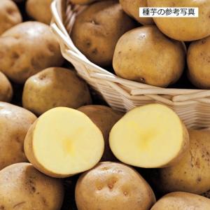 じゃがいも種子 キタアカリ 北海道産 1kg S〜Mサイズ 【馬鈴薯種