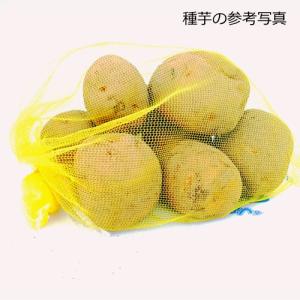ジャガイモ キタアカリの種芋 2kgの詳細画像1